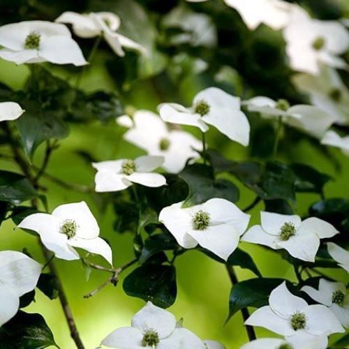 Cornus kousa Southern Cross - Pb28