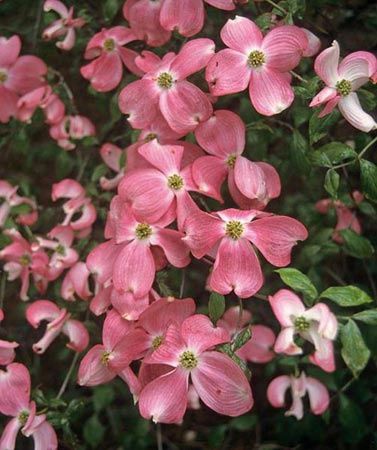 Cornus florida Cherokee Chief - Pb18