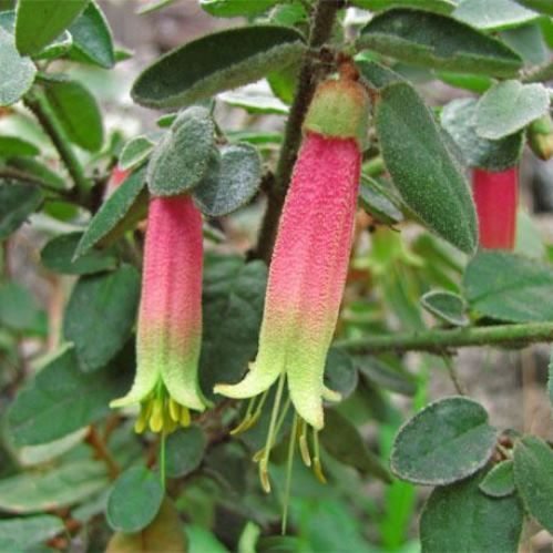 Correa reflexa Dusky Bells - Pb5