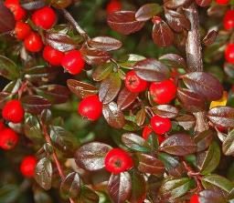 Cotoneaster dammeri - 2Ltr
