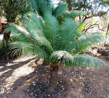 Cycas thouarsii - Pb6.5