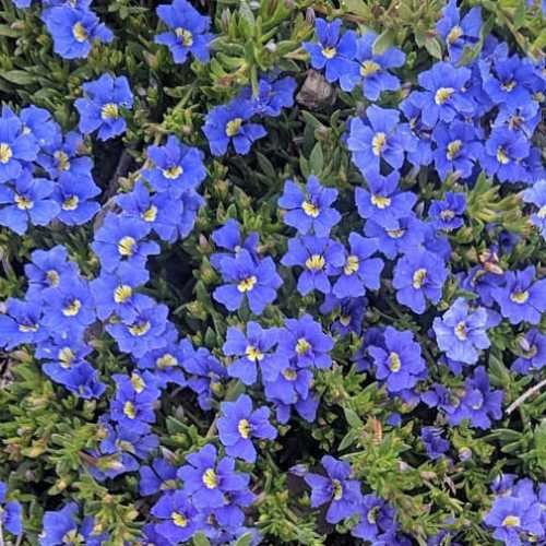 Dampiera diversifolia - Pb6.5