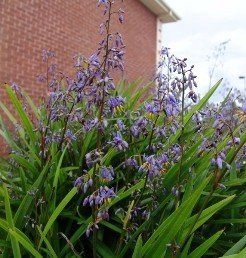 Dianella Little Jess - 2Ltr