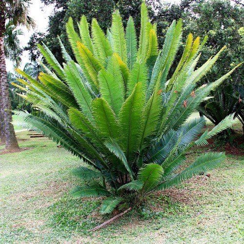 Dioon spinulosum - pb6.5