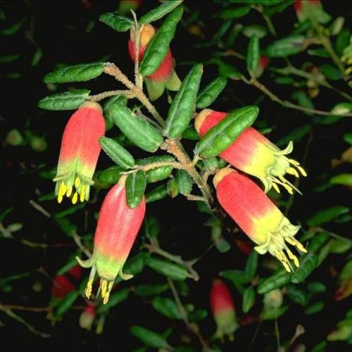 Correa reflexa - Pb6.5