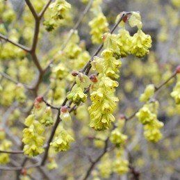 Corylopsis spicata, Spike Winter Hazel - Pb6.5
