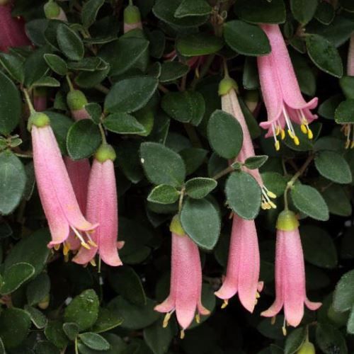 Correa pulchella - Pb6.5