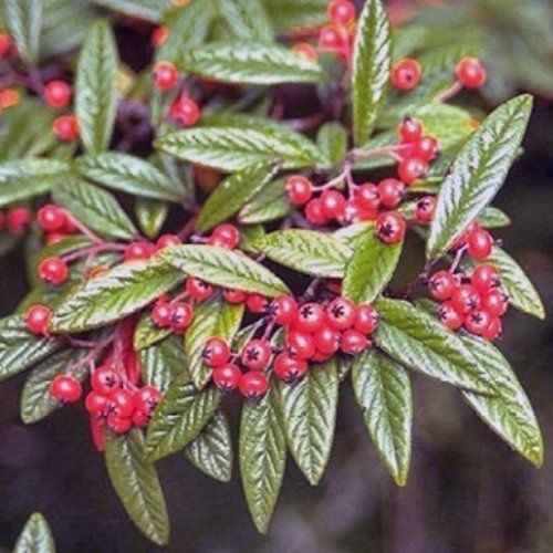 Cotoneaster sal. Scarlet Leader - pb6.5 (30/40)