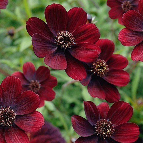 Cosmos Choca Mocha - 2Ltr