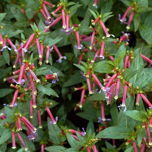 Cuphea Starfire, Cigar Plant - Pb6.5