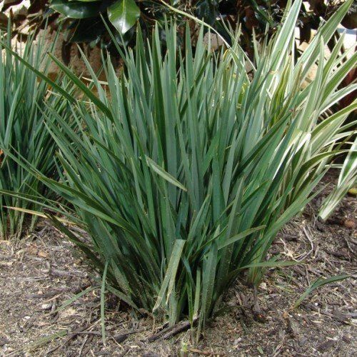 Dianella r. Little Rev - 2Ltr