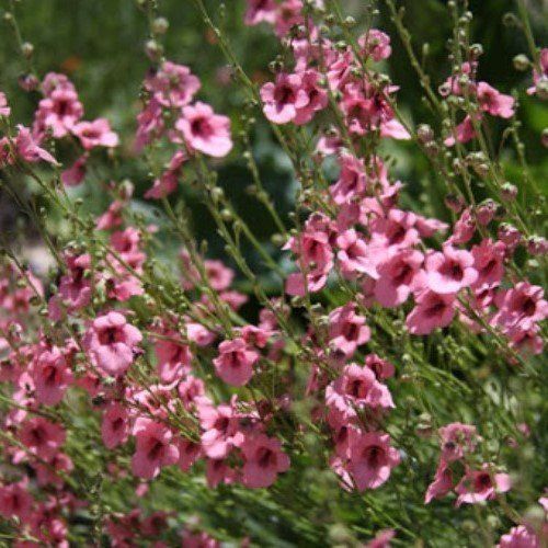 Diascia integerrima, Twinspur - Pb3