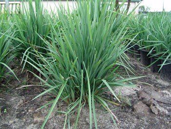 Dianella King Alfred - Pb6.5