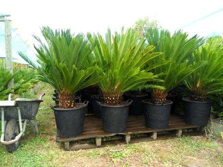 Cycas revoluta, Sago Palm - 50Ltr