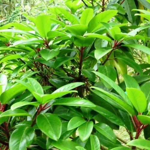 Daphniphyllum macropodum - pb6.5 (50/70)