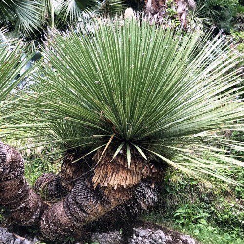 Dasylirion acrotrichum, Green Desert Spoon - Pb6.5