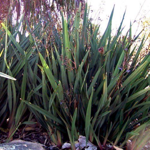 Dianella t. Little Devil - 2Ltr