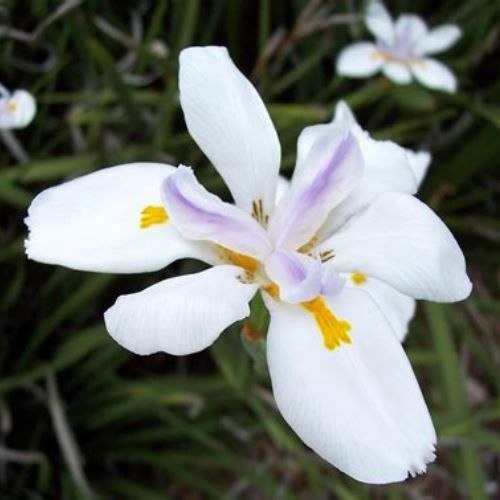 Dietes i. Silver Sword - 2.5Ltr