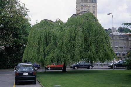 Fagus sylvatica Pendula, Weeping Beech - Pb40