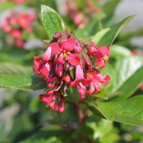 Escallonia Red Knight - Pb5/Pb6.5