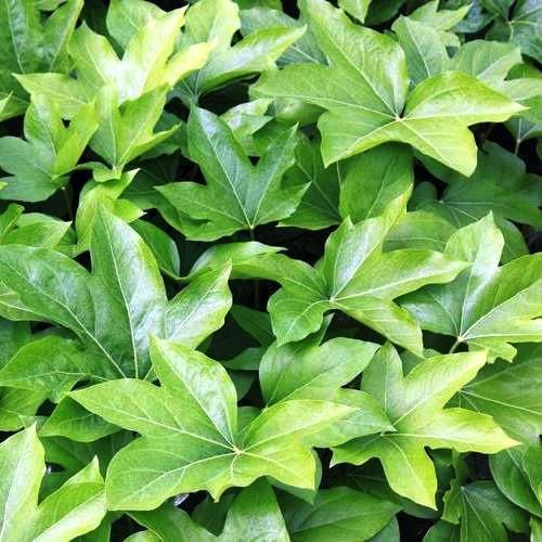 Fatshedera lizei - pb6.5 (40/50)