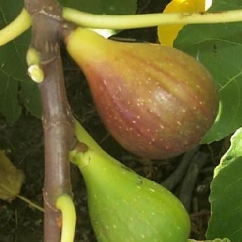Fig French Sugar - Pb28/Pb40 (150/180)