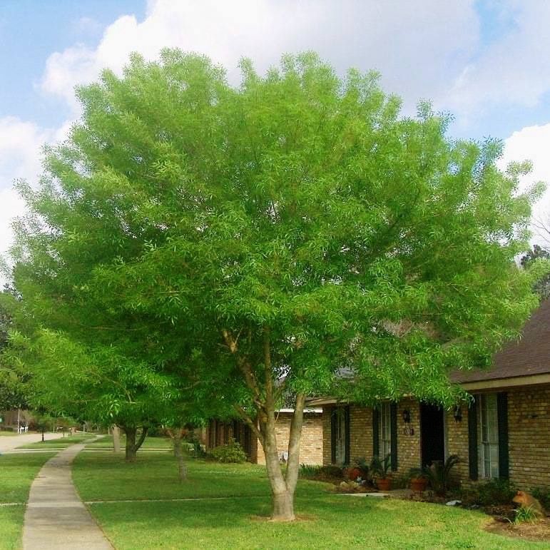 Fraxinus velutina, Arizona Ash - 45Ltr (280/320)