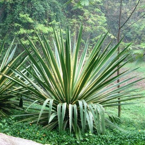 Furcraea s. Marginata - pb6.5 (40/50)