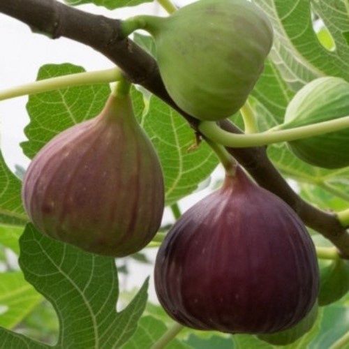 Fig Vlassoff - Pb28 (1.5m-2.5m)