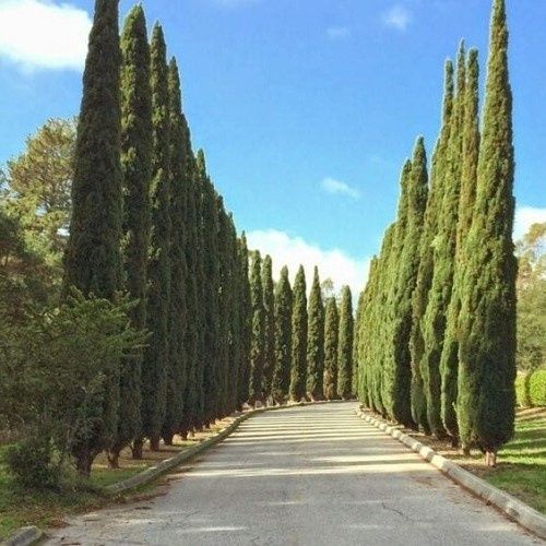 Cupressus Totem, Italian Cypress - Pb6.5