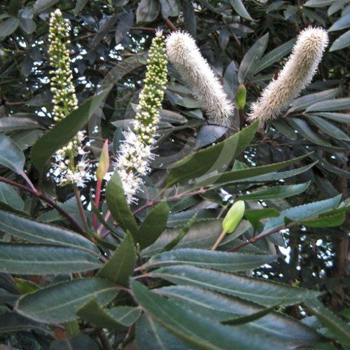 Cunonia capensis, Butter-knife Tree - Pb6.5