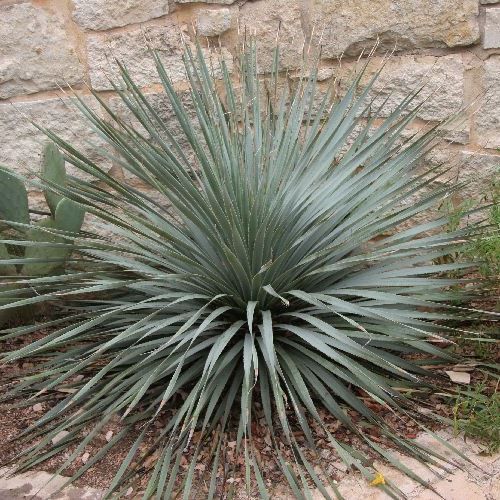 Dasylirion wheeleri - Pb6.5