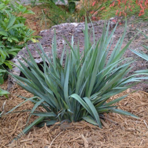 Dianella Clarity Blue - 1.9Ltr