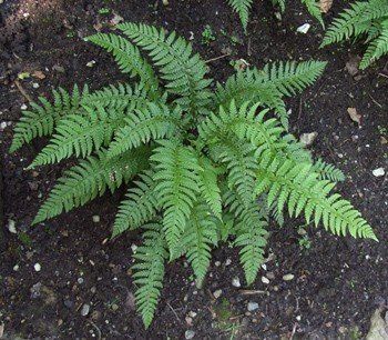 Dryopteris erythrosora - Pb6.5