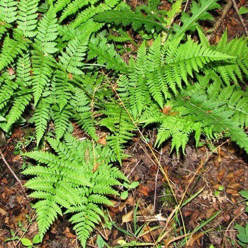 Dryopteris carthusiana, Toothed Wood Fern - Pb6.5