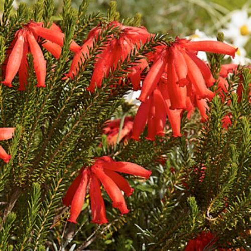 Erica cer. Red - pb6.5 (20/30)