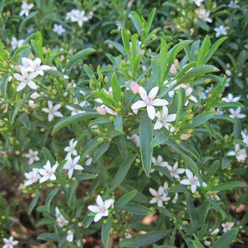 Eriostemon m. Bournda Beauty - pb6.5 (20/30)