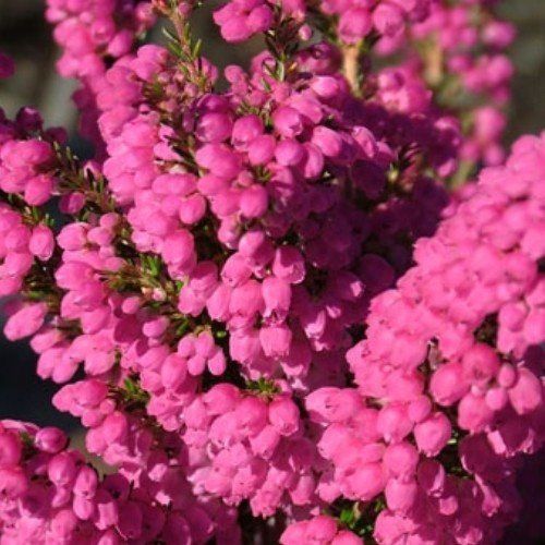 Erica Ruby Shepherd - Pb5