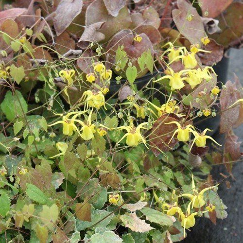 Epimedium davidii, Barrenwort, Fairy Wings - 1.3Ltr