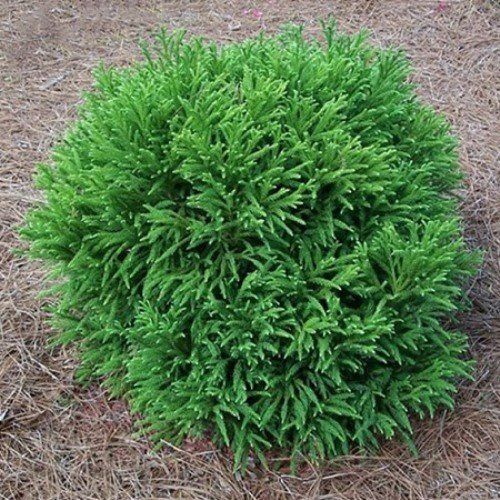 Cryptomeria Globosa Nana, Dwarf Japanese Cedar - 2.5Ltr