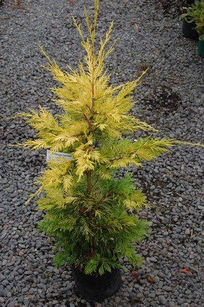 Cupressocyparis Gold Rider - Pb5