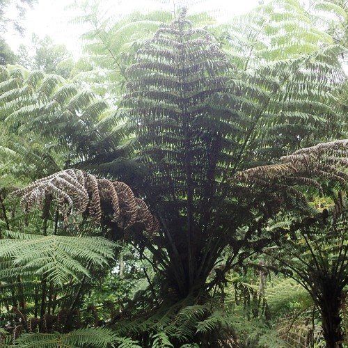 Cyathea dealbata, Silver Fern - Pb18