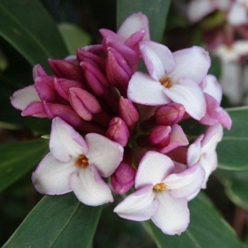 Daphne odora  Cameo - Pb6.5