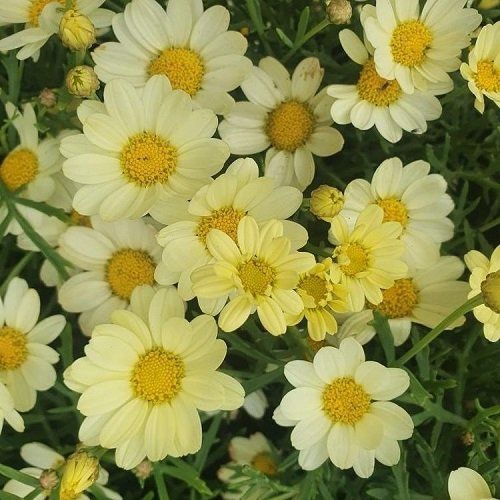 Daisy Angelic Lemon - 2.5Ltr