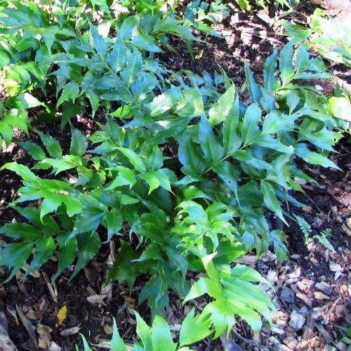 Cyrtomium falcatum, Holly Fern - Pb6.5