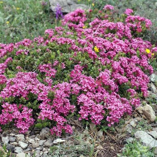 Daphne cneorum, Garland Flower - Pb6.5