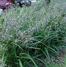 Dianella Breeze - 2Ltr