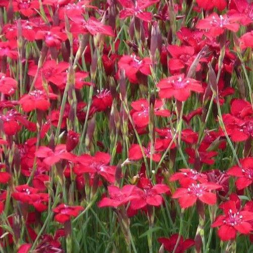 Dianthus d. Brilliancy - 2Ltr