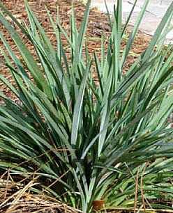 Dianella r. Baby Bliss - 2Ltr