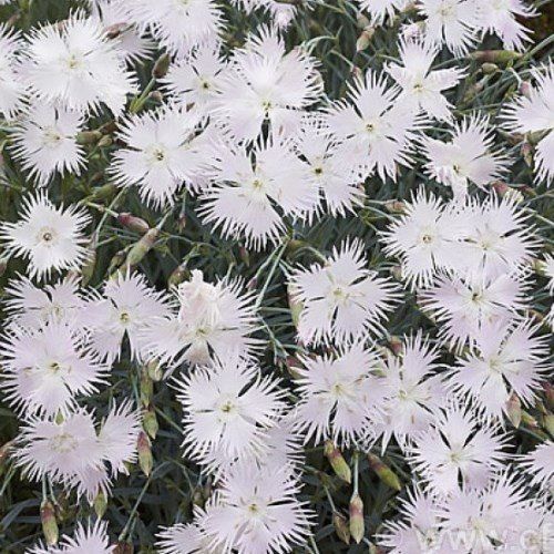 Dianthus p. White Lace - 2Ltr